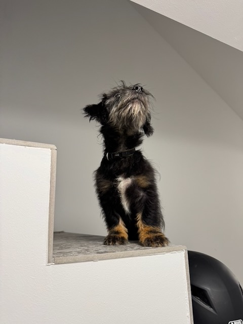 Alfie