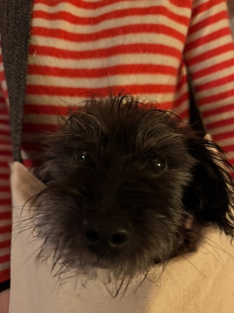 Alfie