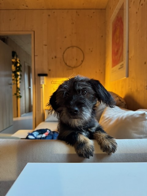 Alfie