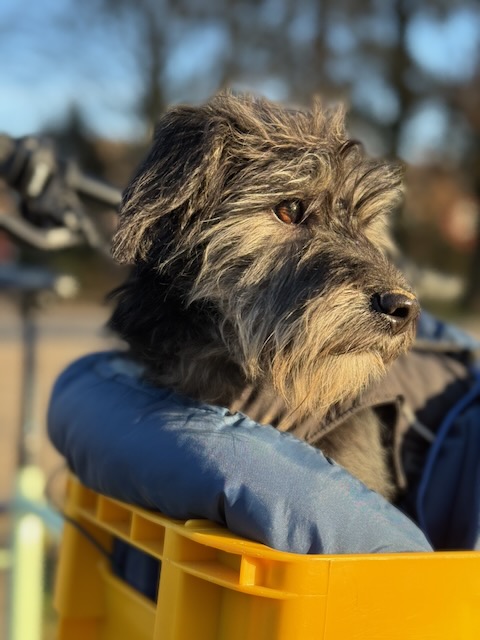 Alfie