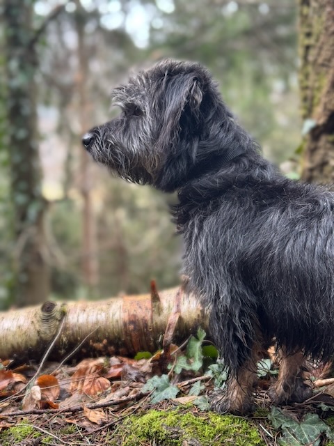 Alfie