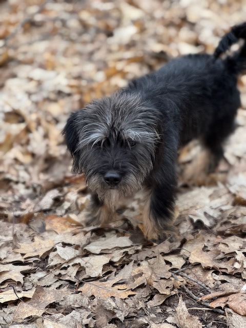 Alfie