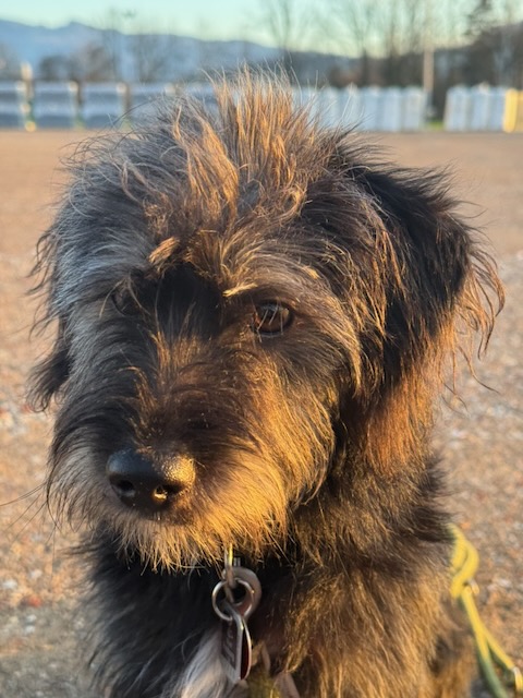 Alfie