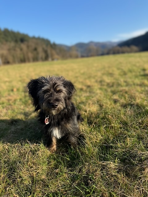 Alfie